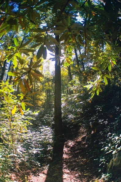 Great Smoky Mountains in the Fall 6.jpg